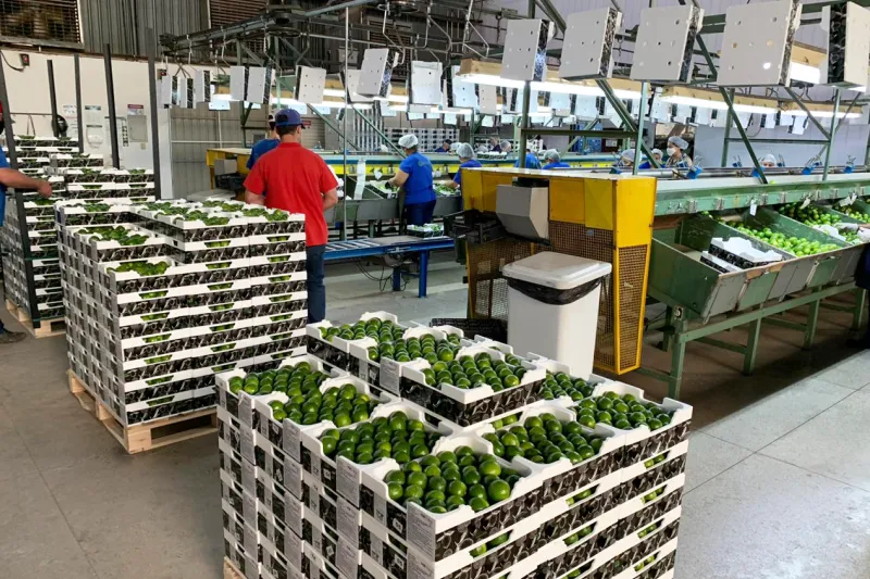 Soluções pós-colheita da Termotécnica ampliam em até 30% o shelf-life (validade) das frutas