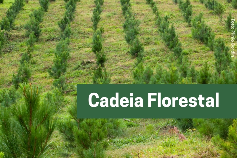 FIESC busca alternativas para  matéria-prima aos setores moveleiro e florestal