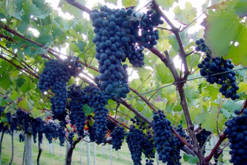 (foto: divulgação SECOM-SC)