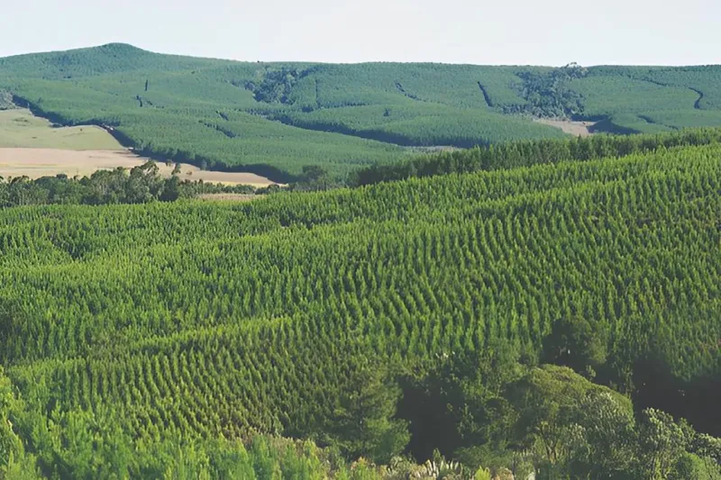 Auditoria levou em consideração 1.091 hectares de florestas do grupo, localizadas nos estados de Santa Catarina e Rio Grande do Sul. Foto: Divulgação / Grupo Habitasul