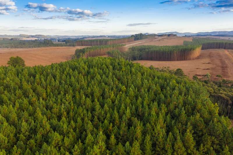 ALESC rejeita projeto que proíbe o cultivo de pinus na Coxilha Rica